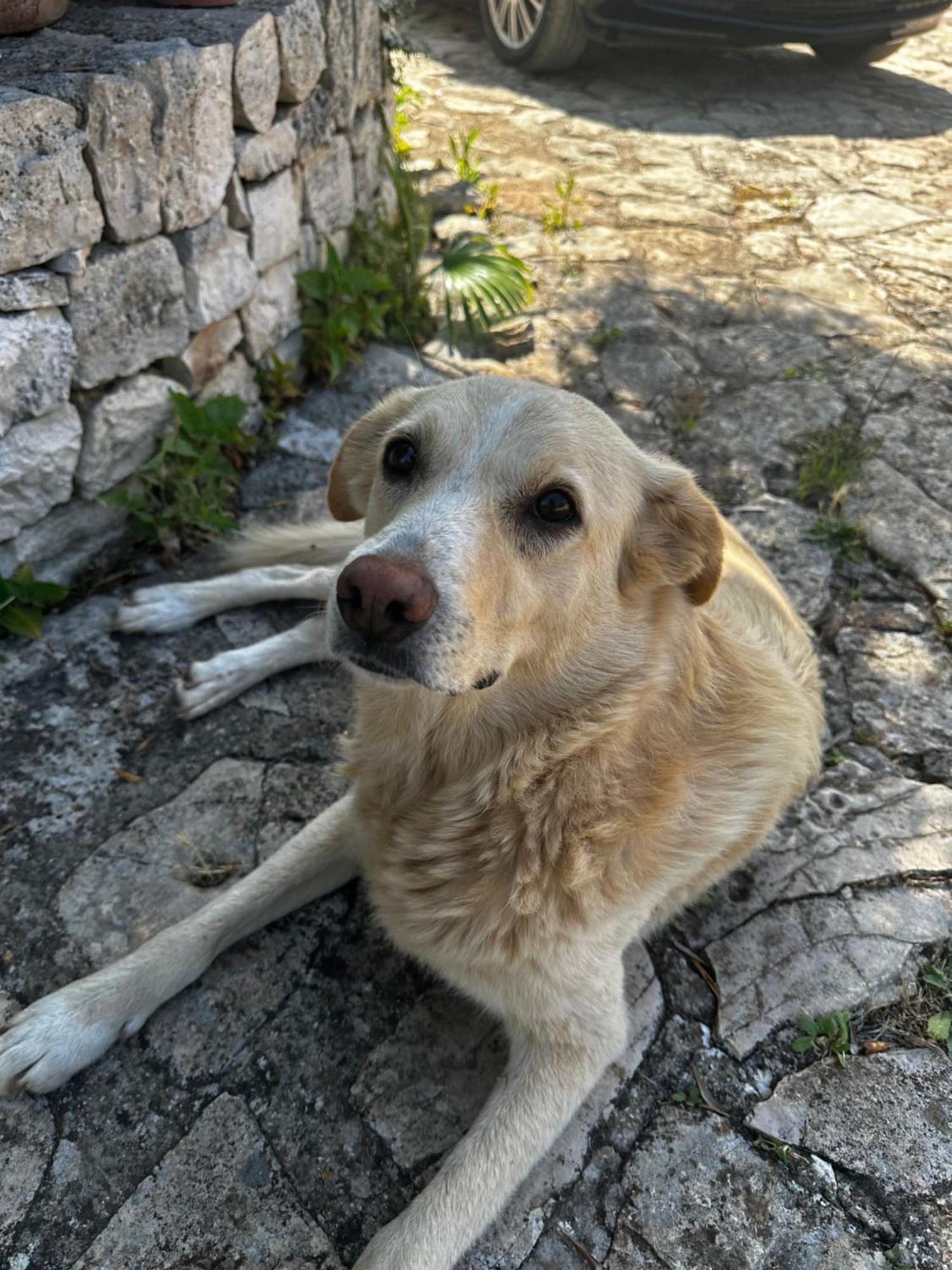 Masseria Sciaiani Piccola Villa Castelli Екстер'єр фото